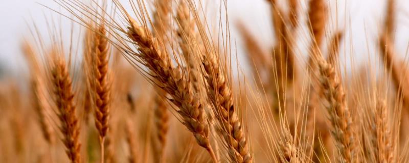 矮胖吨小麦品种弱点 矮胖吨小麦品种的特征，附简介