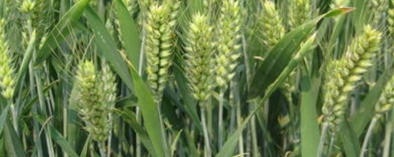 喜麦199小麦品种 喜麦199小麦品种鲁引种