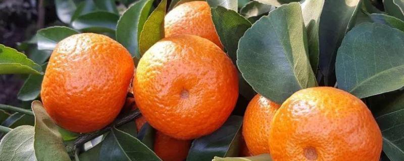 柑橘19种病虫病害 柑橘19种病虫病害用药