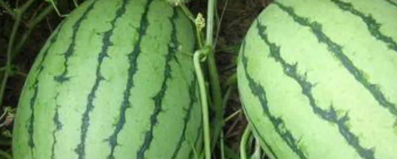 怎样栽种西瓜苗 西瓜好种吗，西瓜怎么育苗