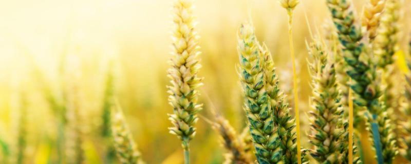 小麦种子萌发最低温度，萌发过程中有什么变化