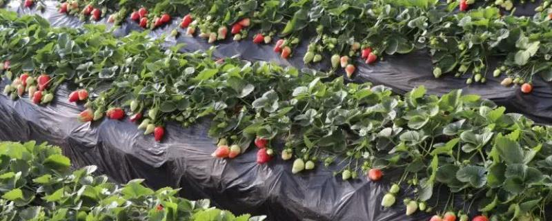 新手怎么种植草莓 种植草莓的技术和日常管理方法