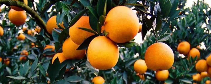 春季柑橘要打什么农药，怎么施肥 春季柑橘要打什么农药,怎么施肥呢