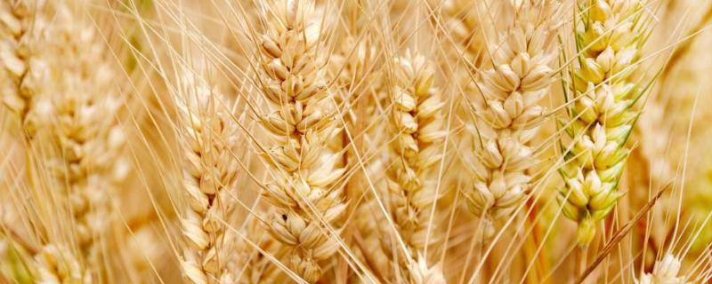 西农538小麦新品种 西农668小麦品种介绍