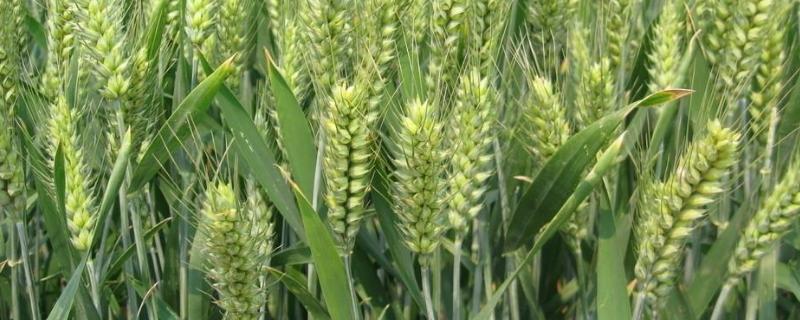 小麦四月份的管理方法 小麦三四月份需要管理什么