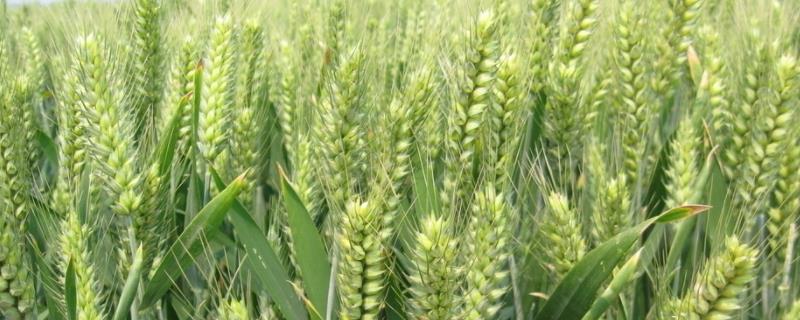 小麦干穗是什么病如何治疗，附症状 小麦干穗打什么药