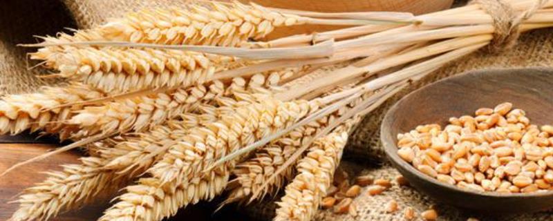 怎么测小麦种子发芽率有什么好方法吗 小麦种子测试芽率流程，如何催芽