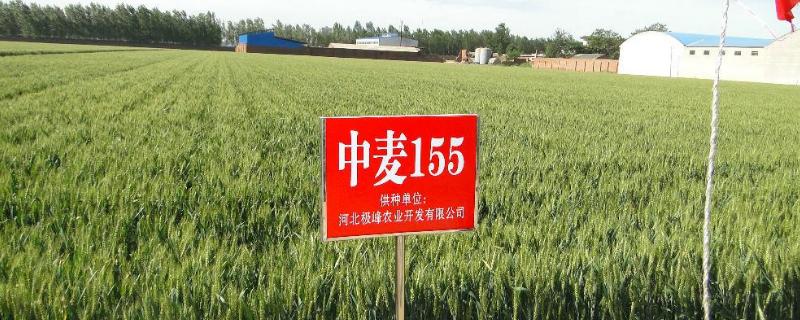 中麦155小麦品种介绍 中麦155小麦品种介绍邢麦6号