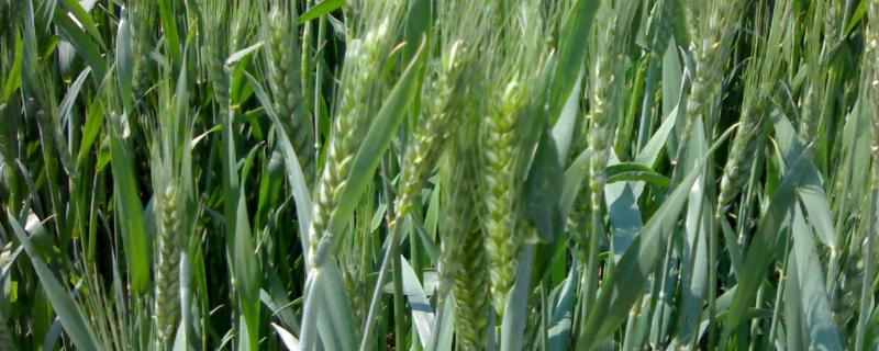 河农085小麦品种 河农6119小麦品种