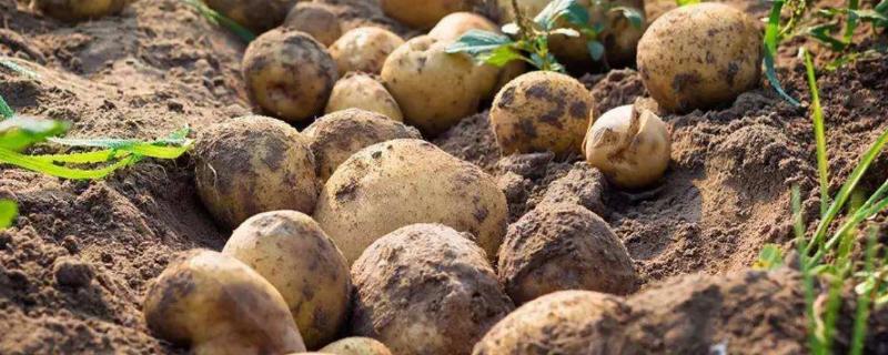 土豆的种植技术，发芽了还能吃吗 土豆发芽了该怎么种植
