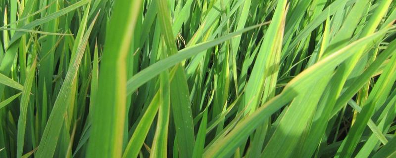 水稻叶尖干枯,是什么原因引起的呢 水稻叶尖干枯，是什么原因引起的