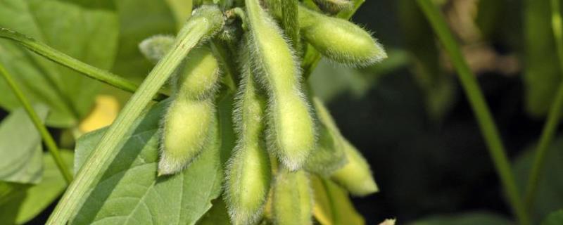 大豆种植技术与管理，大豆生长周期 大豆种植时间和生长期