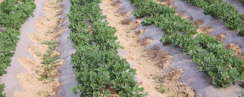地膜种菜步骤，地膜种菜有什么好处 地膜种菜后如何浇水