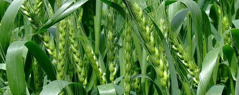 平安518小麦品种特性 平安658小麦品种