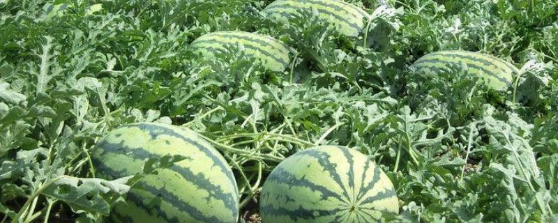 西瓜怎样种植才能高产技术 怎样种西瓜产量高