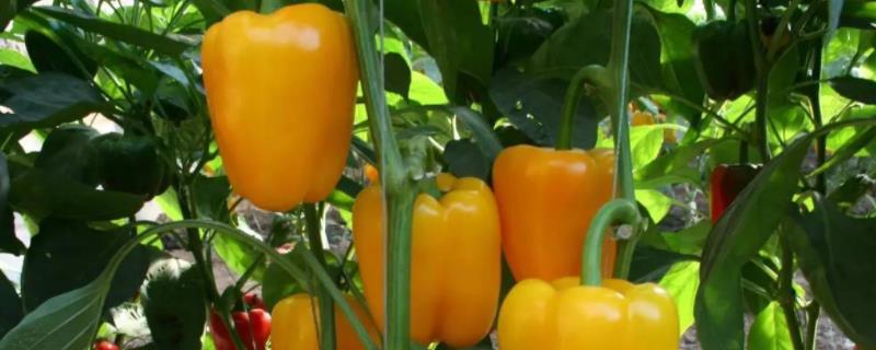 甜椒盆栽的养殖方法，怎样管理（盆栽甜椒的种植方法）