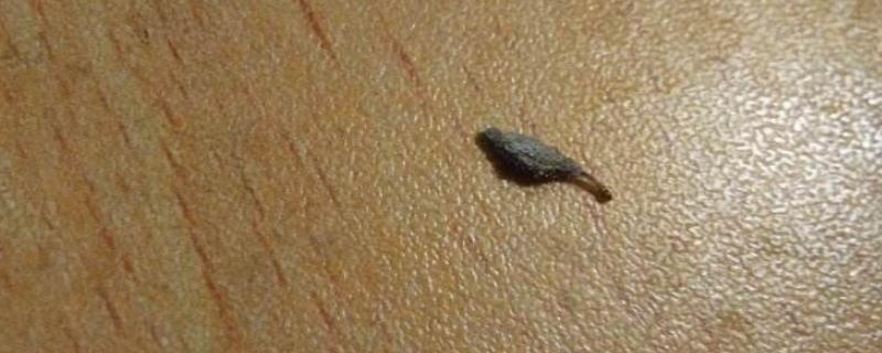 床上的衣蛾幼虫怎么来的 为什么床上有衣蛾幼虫，怎么消灭