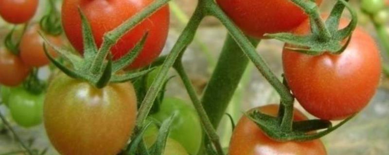 番茄的常见病虫害及防治方法，附高产种植方法