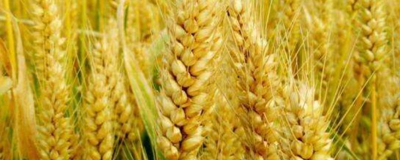 石麦22品种介绍，有何优缺点 石麦28小麦品种怎么样
