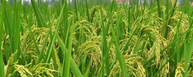 水稻遇寒露风怎么处理，过后如何防治病虫害