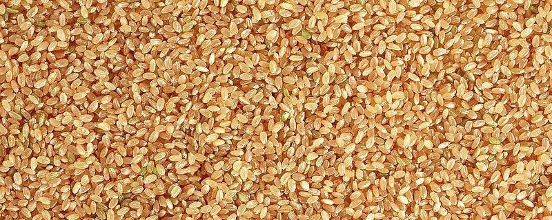 小麦的含水量 小麦含水量多少就可以存放了