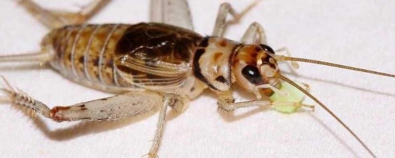 灶马蟋怎么进入家里的，是益虫还是害虫