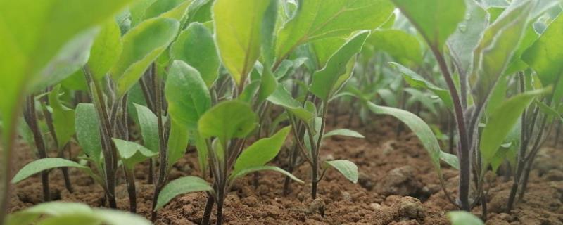 准备移栽的茄子幼苗和黄瓜幼苗,根部总是带有一个土团，移栽适宜温度是多少