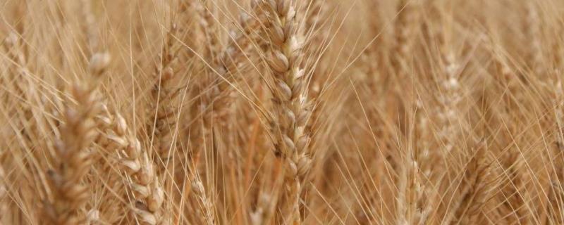 山东麦收是几月份，麦收后种植什么经济作物