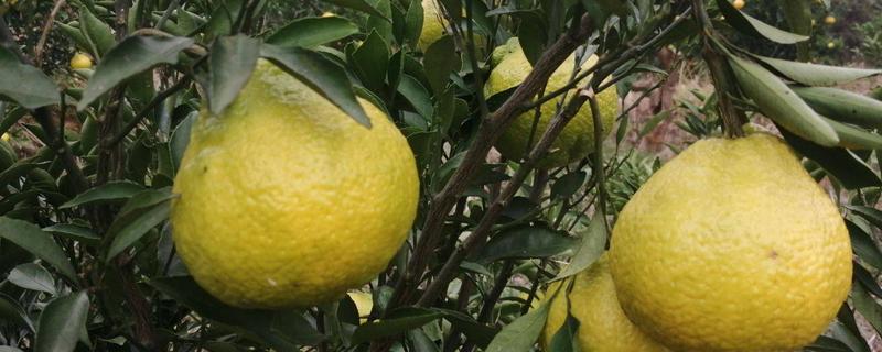 黄金贡柚高产栽培技术 黄金贡柚产品介绍，怎么栽培