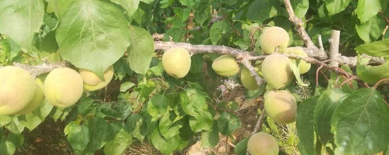 杏成熟期是什么时间，几月上市 杏成熟季节是几月份