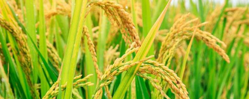 黑龙江长粒水稻品种，哈417水稻积温是多少