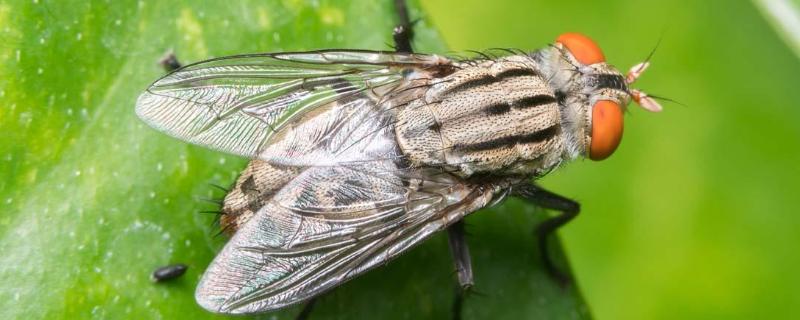 灭苍蝇最有效的农药，如何有效防治 灭苍蝇最有效的农药,如何有效防治病毒