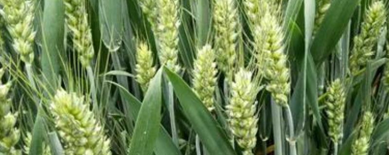 良星77小麦品种介绍，每亩播多少斤 良星77小麦种品种简介
