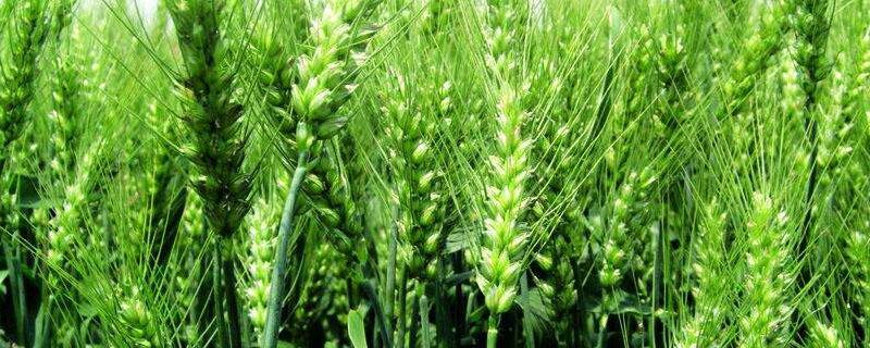 水稻田可以种小麦吗 种完小麦种水稻