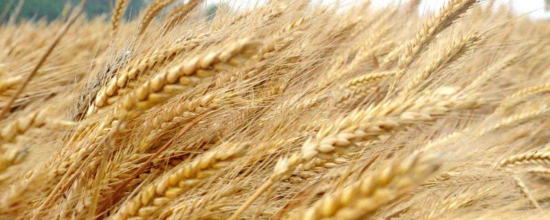 小麦叶枯病症状,小麦叶枯病防治 小麦叶枯病症状,用什么药防治
