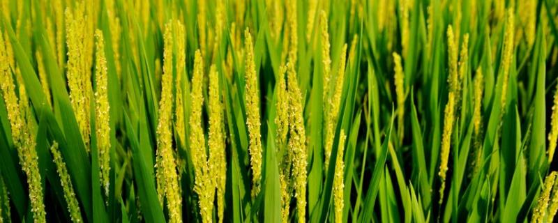 水稻抽穗期是什么时候，大概多少天 水稻抽穗期最佳气温是多少