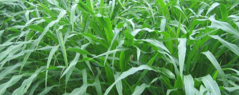 牧草玉米种植技术（玉米草栽培技术）