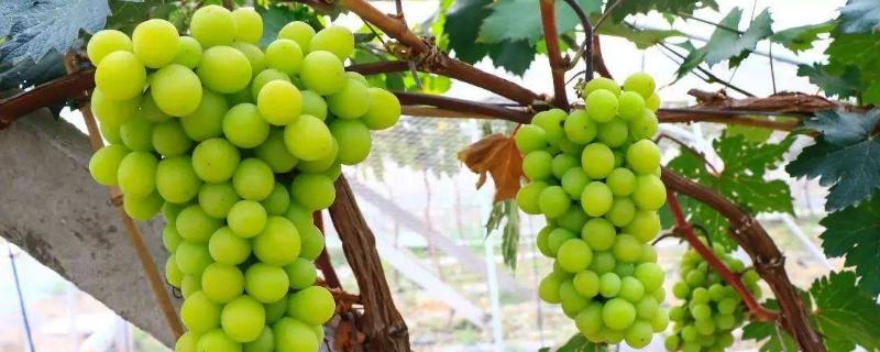 阳光十三葡萄种植技术 阳光十三葡萄品种介绍，有何优缺点