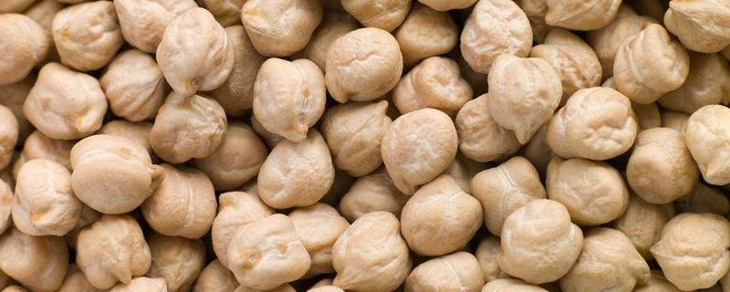 鹰嘴豆可以发芽苗菜吗，附栽培技术 鹰嘴豆可以发芽苗吃吗