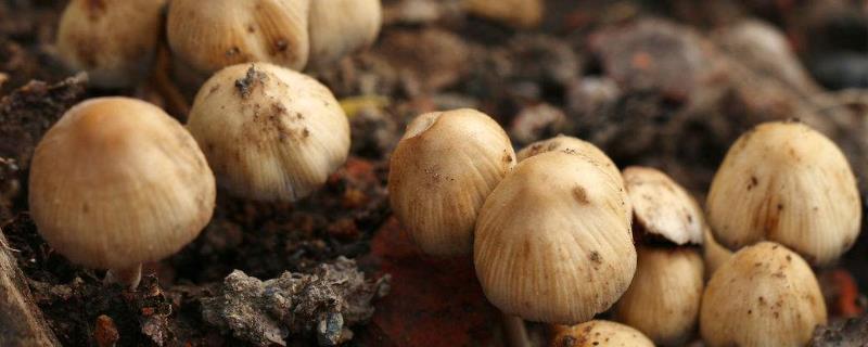 草菇的种植技术视频教程 草菇的种植技术