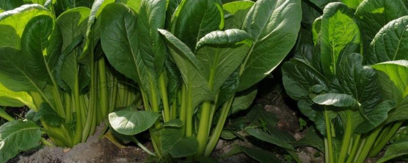 菠菜种植技术，多长时间能采收 菠菜种植多长时间能收获