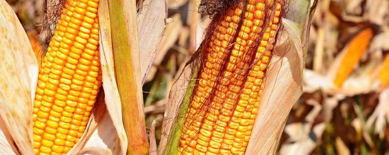 玉米品种，成熟的标准是什么 玉米品种特性包括什么