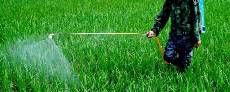 水稻除草剂药害症状及补救措施，除草剂什么时候打效果好