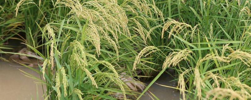 海水稻用海水浇灌吗 海水稻用海水灌溉吗，亩产多少公斤