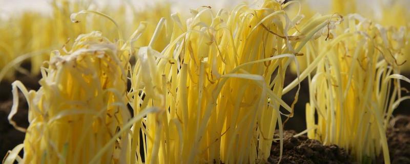 韭黄种植技术 韭黄种植技术视频