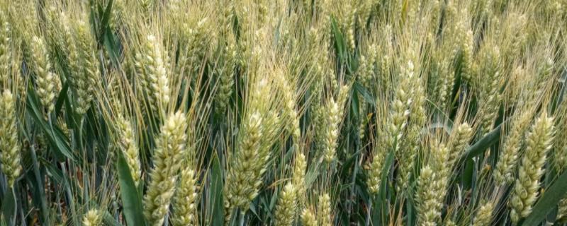 济麦44亩产多少斤 济麦44每亩播种多少斤，生长期多少天