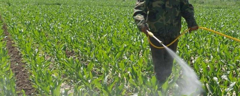 玉米苗后使用除草剂注意什么 玉米苗后除草剂有哪些,玉米苗后除草剂使用规则