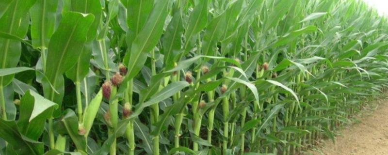 新疆玉米高产纪录，什么品种好 新疆高产玉米品种产量