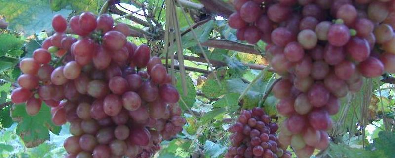 克伦生葡萄在各地销售价格表 克伦生葡萄产地在哪，附种植技术