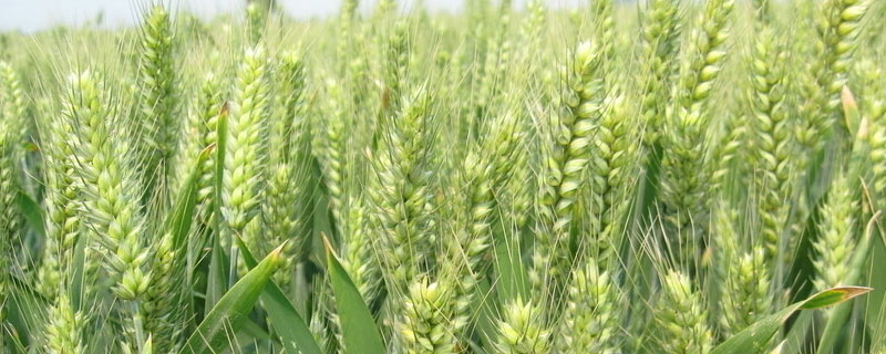 河南小麦种植时间,每亩播种多少斤 河南小麦种植时间，每亩播种多少斤